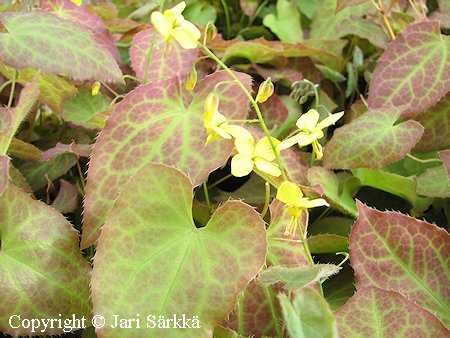 Epimedium x perralhicum 'Frohnleiten', piivarjohiippa